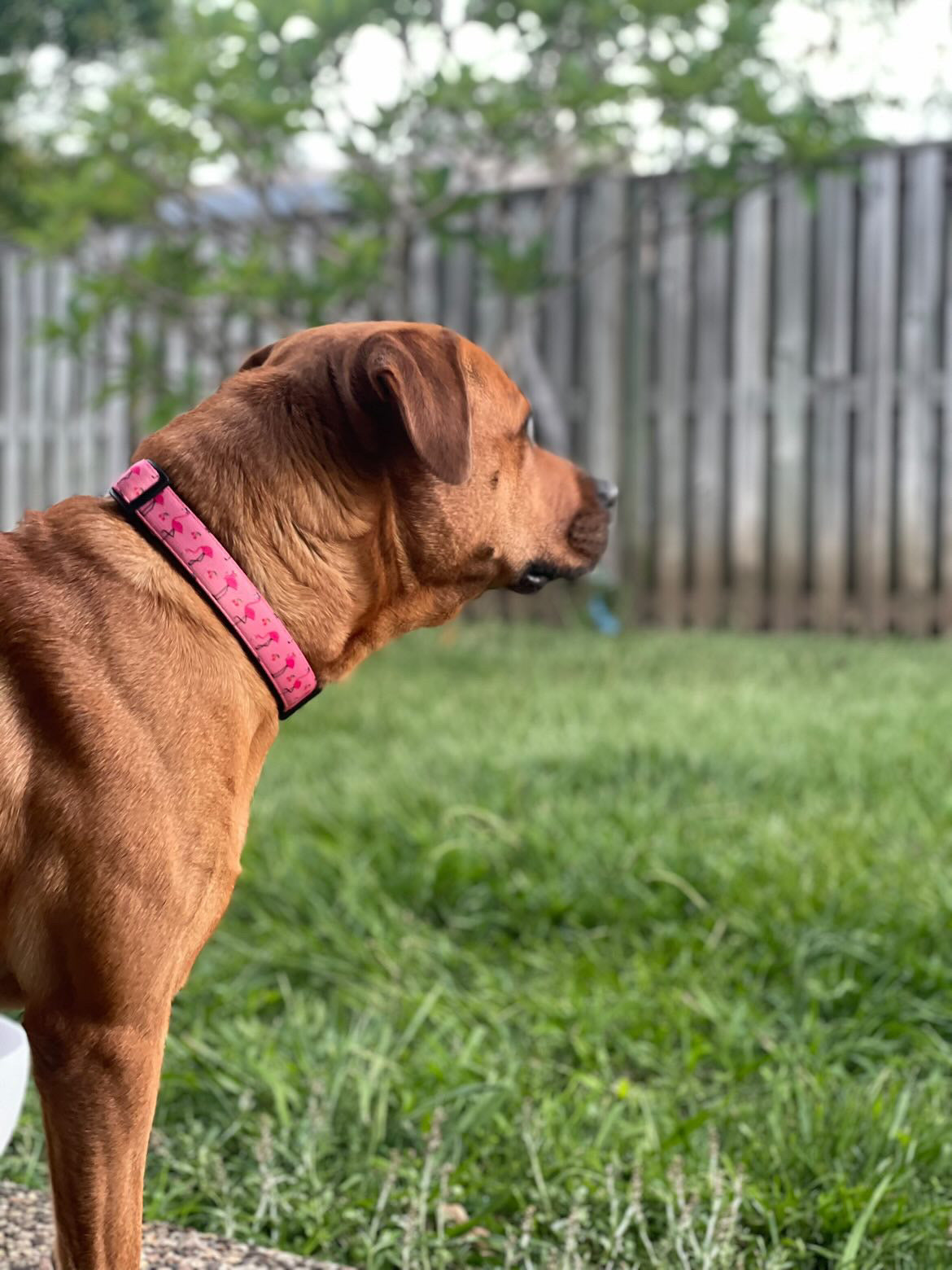 Funky Flamingo Collar