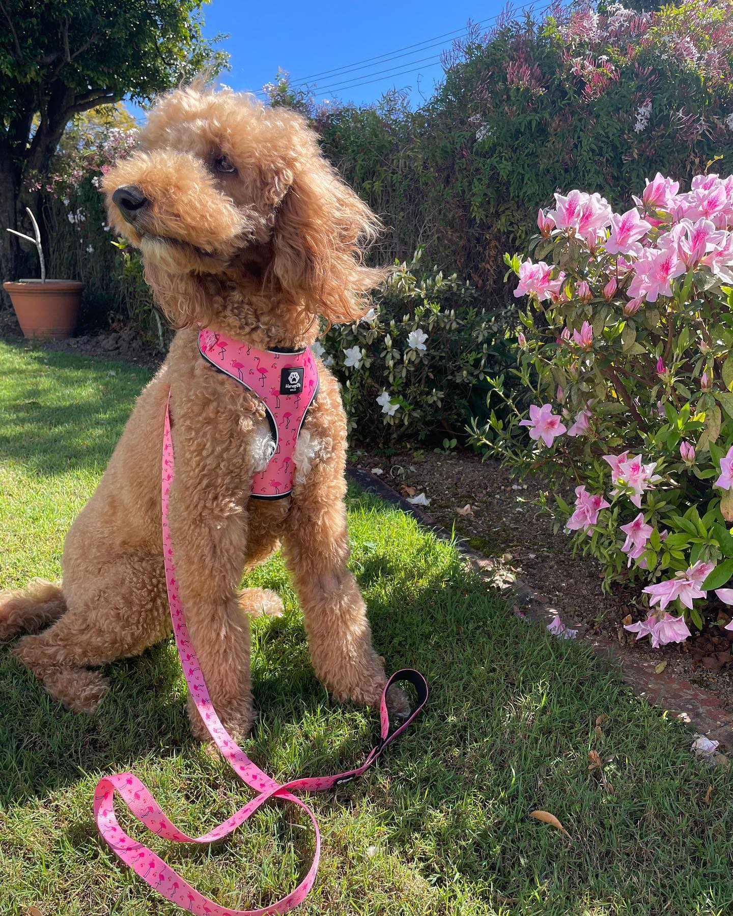 Funky Flamingo Leash