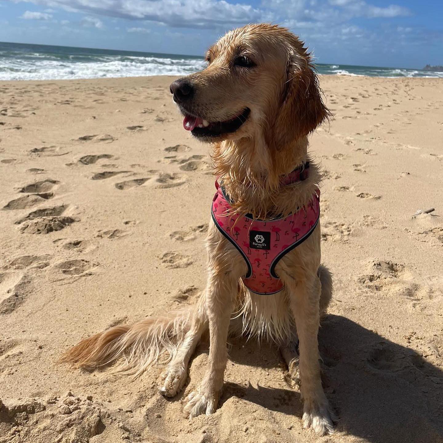 Funky Flamingo Collar