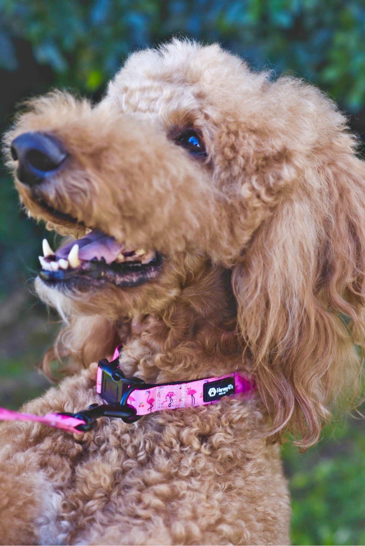 Funky Flamingo Collar