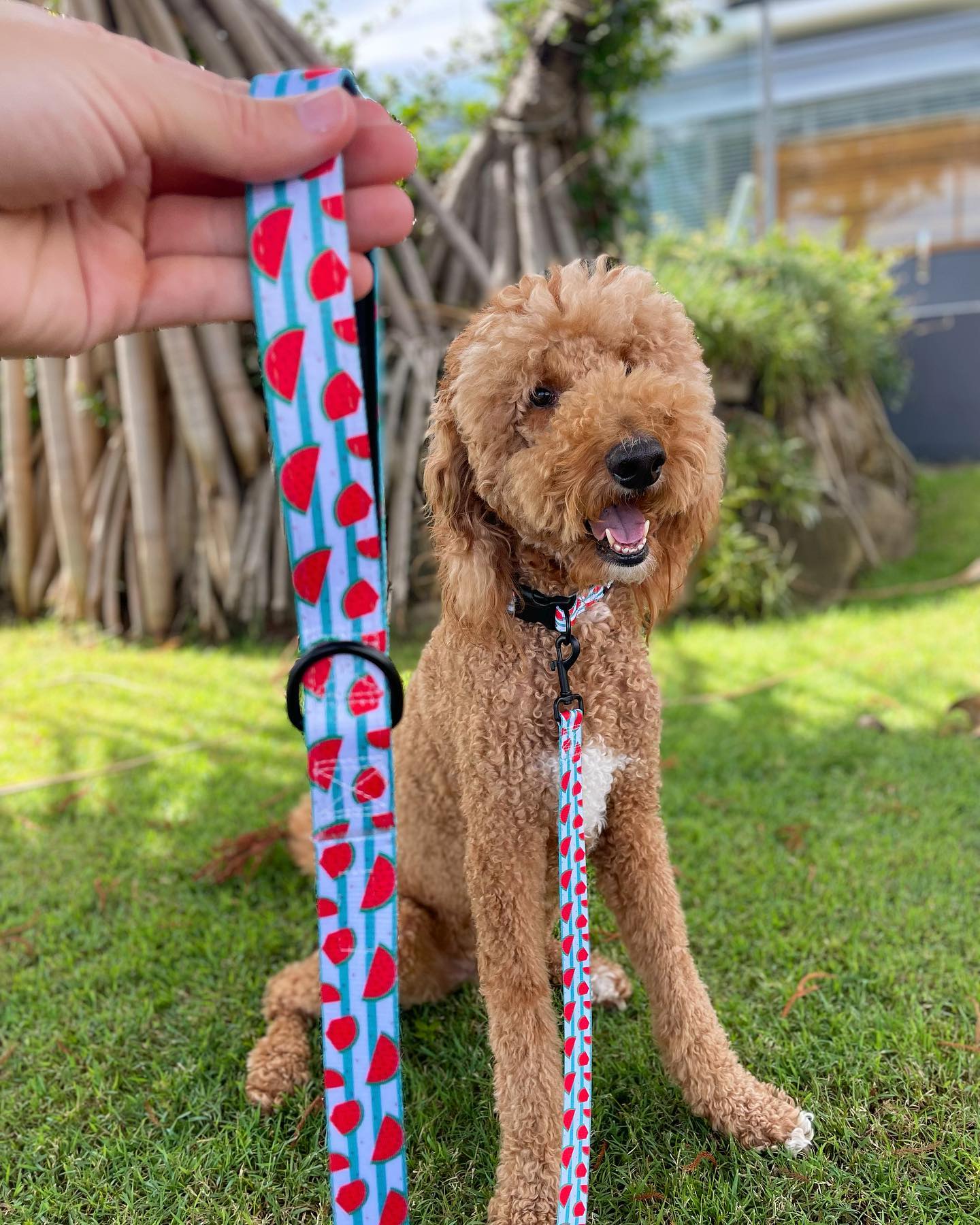 Wild Watermelons Collar