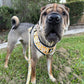 Busy Bees Harness