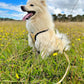 Busy Bees Harness