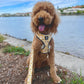 Busy Bees Harness