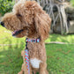 Wild Watermelons Leash