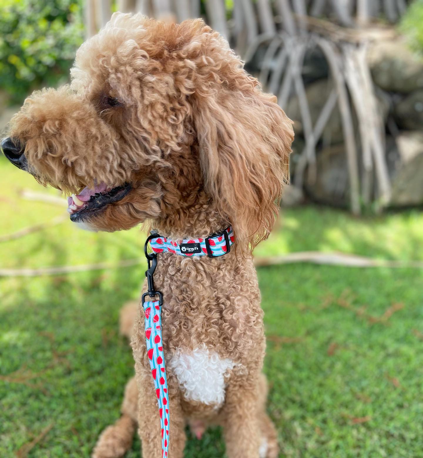 Wild Watermelons Collar