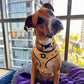 Busy Bees Harness